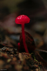 Cruentomycena