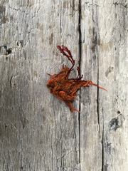 Microcladia coulteri