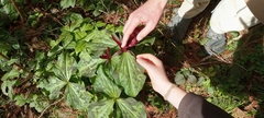 Trillium kurabayashii