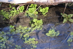 Nasturtium officinale
