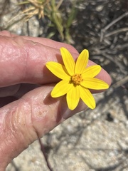 Bidens cabopulmensis