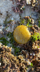 Colpomenia tuberculata