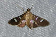 Desmia ploralis