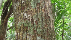 Calophyllum longifolium
