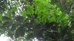 Calophyllum longifolium