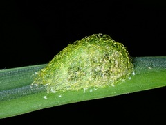 Gasteracanthinae