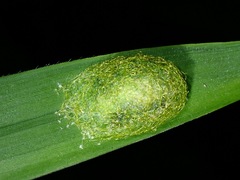 Gasteracanthinae