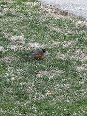 Turdus migratorius
