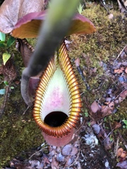 Nepenthes macrophylla