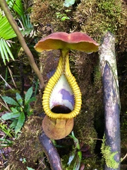 Nepenthes macrophylla