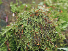 Hypnum circinale