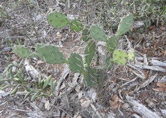 Opuntia austrina