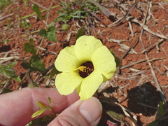 Pavonia cancellata