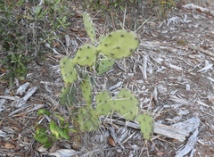 Opuntia austrina