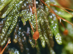 Hypnum circinale