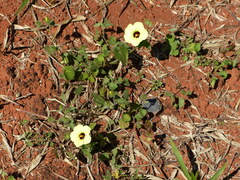 Pavonia cancellata