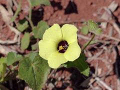 Pavonia cancellata