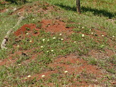 Pavonia cancellata