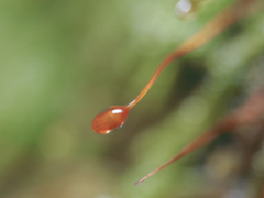 Hypnum circinale