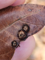 Polystepha symmetrica