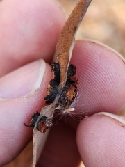 Polystepha symmetrica