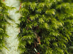 Racomitrium heterostichum
