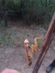 Mantis religiosa