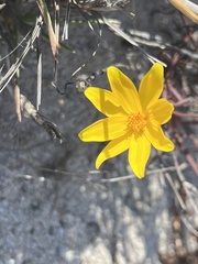 Bidens cabopulmensis
