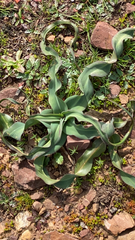 Chlorogalum pomeridianum
