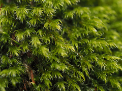 Racomitrium heterostichum