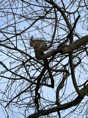 Sciurus carolinensis