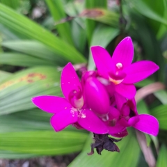 Spathoglottis