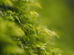 Racomitrium heterostichum