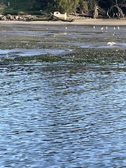 Zostera