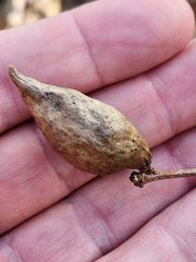 Amphibolips acuminata