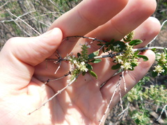 Aloysia
