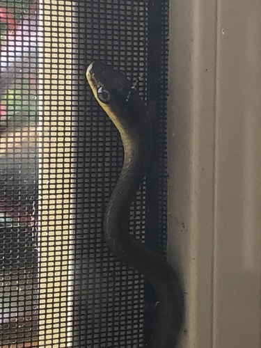 Common Tree Snake sighting