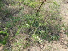 Aloysia