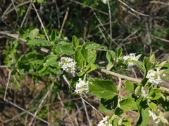Aloysia