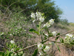 Aloysia