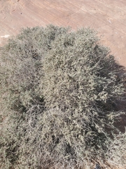 Coleogyne ramosissima