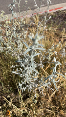 Pseudognaphalium microcephalum