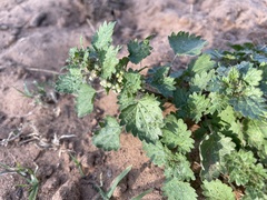 Urtica chamaedryoides