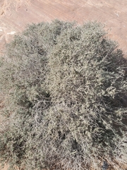 Coleogyne ramosissima