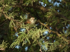 Cranioleuca pyrrhophia