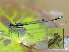 Austrocnemis splendida