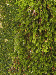 Racomitrium heterostichum