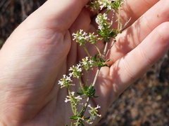 Aloysia decipiens