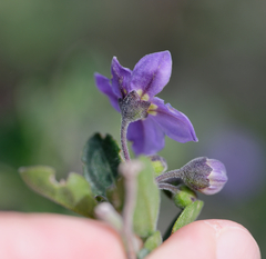 Solanum umbelliferum