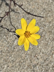 Bidens cabopulmensis